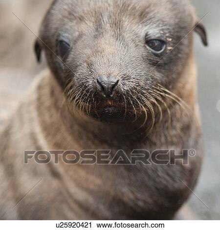 Fur seal pup, Puerto Egas, Santiago Island, Galapagos Islands, Ecuador View Large Photo Image Stock Image - Fur seal pup, Puerto Egas, Santiago Island, Galapagos Islands, Ecuador. Fotosearch