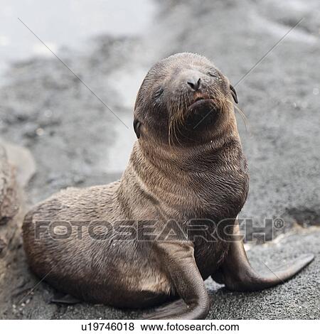 Fur seal pup, Puerto Egas, Santiago Island, Galapagos Islands, Ecuador View Large Photo Image Stock Photo - Fur seal pup, Puerto Egas, Santiago Island, Galapagos Islands, Ecuador. Fotosearch