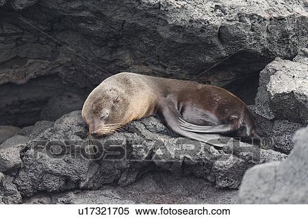 Fur seal pup resting on rock, Puerto Egas, Santiago Island, Galapagos Islands, Ecuador View Large Photo Image Stock Photography - Fur seal pup resting on rock, Puerto Egas, Santiago Island, Galapagos Islands, Ecuador. Fotosearch