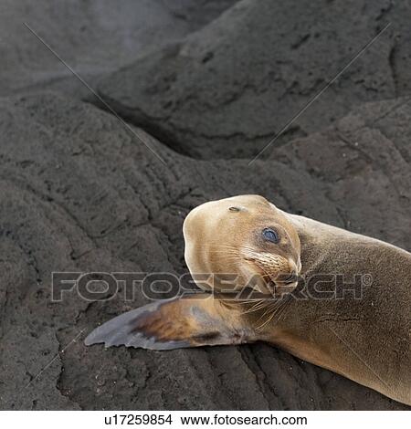 Fur seal resting on a rock, Puerto Egas, Santiago Island, Galapagos Islands, Ecuador View Large Photo Image Picture - Fur seal resting on a rock, Puerto Egas, Santiago Island, Galapagos Islands, Ecuador. Fotosearch