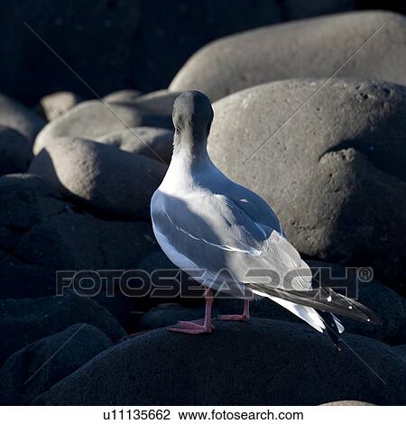 Stock Image - Galapagos Dove (Zenaida galapagoensis) perching on a rock, Punta Suarez, Espanola Island, Galapagos Islands, Ecuador. Fotosearch