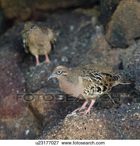 Galapagos doves (Zenaida galapagoensis), North Seymour Island, Galapagos Islands, Ecuador View Large Photo Image Stock Photo - Galapagos doves (Zenaida galapagoensis), North Seymour Island, Galapagos Islands, Ecuador. Fotosearch