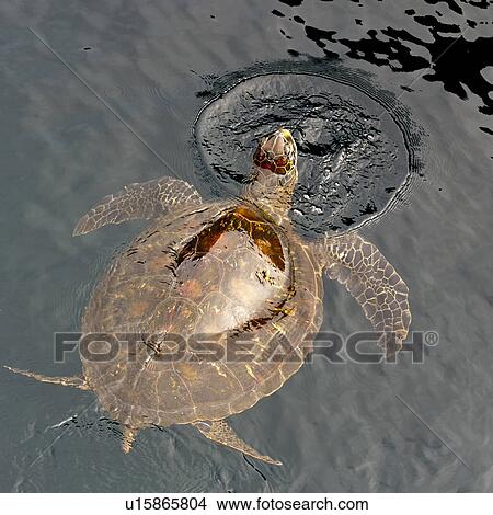 Galapagos green turtle (Chelonia mydas agassisi), Puerto Egas, Santiago Island, Galapagos Islands, Ecuador View Large Photo Image Picture - Galapagos green turtle (Chelonia mydas agassisi), Puerto Egas, Santiago Island, Galapagos Islands, Ecuador. Fotosearch