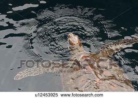 Stock Photography - Galapagos green turtle (Chelonia mydas agassisi), Puerto Egas, Santiago Island, Galapagos Islands, Ecuador. Fotosearch