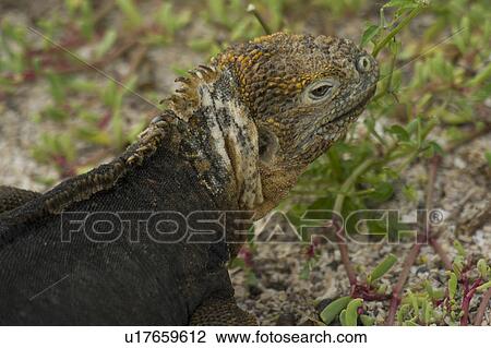 Stock Image - Galapagos land iguana (Conolophus subcristatus), North Seymour Island, Galapagos Islands, Ecuador. Fotosearch