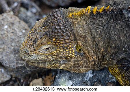 Stock Image - Galapagos land iguana (Conolophus subcristatus), North Seymour Island, Galapagos Islands, Ecuador. Fotosearch