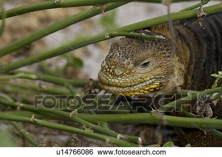 Galapagos land iguana (Conolophus subcristatus), North Seymour Island, Galapagos Islands, Ecuador View Large Photo Image Stock Photograph - Galapagos land iguana (Conolophus subcristatus), North Seymour Island, Galapagos Islands, Ecuador. Fotosearch