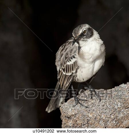 Galapagos mockingbird (Nesomimus parvulus), Genovesa Island, Galapagos Islands, Ecuador View Large Photo Image Stock Image - Galapagos mockingbird (Nesomimus parvulus), Genovesa Island, Galapagos Islands, Ecuador. Fotosearch