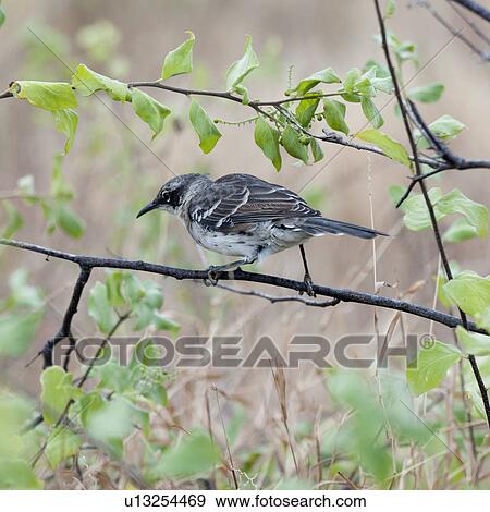 Stock Photo - Galapagos mockingbird (Nesomimus parvulus) perching on a branch, Puerto Egas, Santiago Island, Galapagos Islands, Ecuador. Fotosearch