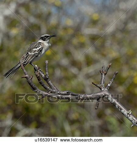 Stock Photo - Galapagos mockingbird (Nesomimus parvulus) perching on branch, Prince Philip's Steps, Genovesa Island, Galapagos Islands, Ecuador. Fotosearch