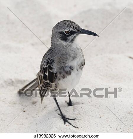 Galapagos mockingbird (Nesomimus parvulus), Gardner Bay, Espanola Island, Galapagos Islands, Ecuador View Large Photo Image Stock Photograph - Galapagos mockingbird (Nesomimus parvulus), Gardner Bay, Espanola Island, Galapagos Islands, Ecuador. Fotosearch