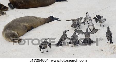Picture - Galapagos mockingbirds (Nesomimus parvulus) and Galapagos sea lions (Zalophus californianus wollebacki) on the beach, Gardner Bay, Espanola Island, Galapagos Islands, Ecuador. Fotosearch