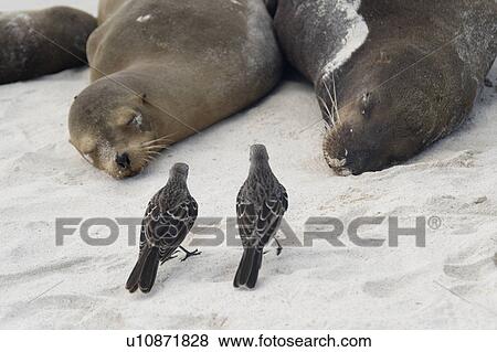 Galapagos mockingbirds (Nesomimus parvulus) and Galapagos sea lions (Zalophus californianus wollebacki), Gardner Bay, Espanola Island, Galapagos Islands, Ecuador View Large Photo Image Stock Photo - Galapagos mockingbirds (Nesomimus parvulus) and Galapagos sea lions (Zalophus californianus wollebacki), Gardner Bay, Espanola Island, Galapagos Islands, Ecuador. Fotosearch
