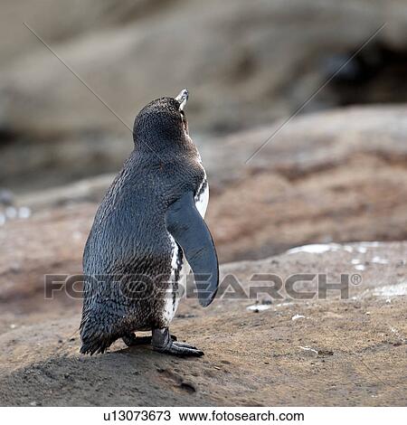 Galapagos penguin (Spheniscus mendiculus), Tagus Cove, Isabela Island, Galapagos Islands, Ecuador View Large Photo Image Stock Image - Galapagos penguin (Spheniscus mendiculus), Tagus Cove, Isabela Island, Galapagos Islands, Ecuador. Fotosearch