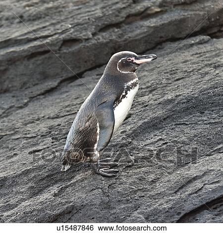 Stock Photograph - Galapagos penguin (Spheniscus mendiculus), Tagus Cove, Isabela Island, Galapagos Islands, Ecuador. Fotosearch