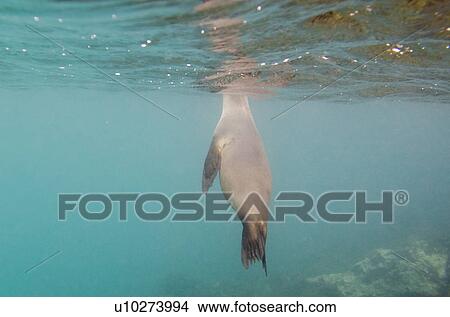 Picture - Galapagos sea lion (Zalophus californianus wollebacki) swimming underwater, San Cristobal Island, Galapagos Islands, Ecuador. Fotosearch
