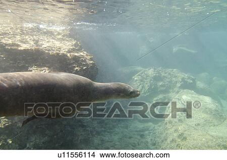 Picture - Galapagos sea lion (Zalophus californianus wollebacki) swimming underwater, Bartolome Island, Galapagos Islands, Ecuador. Fotosearch
