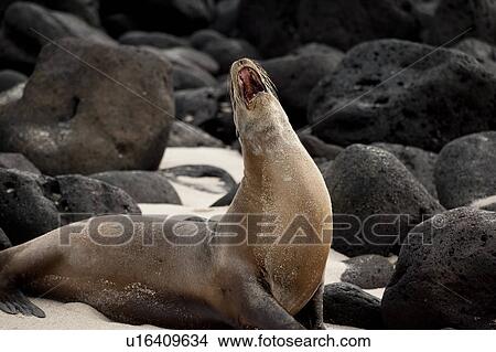 Picture - Galapagos sea lion (Zalophus californianus wollebacki) calling, Playa Ochoa, San Cristobal Island, Galapagos Islands, Ecuador. Fotosearch