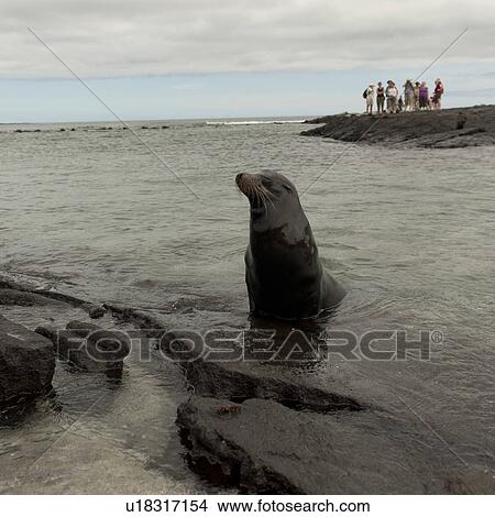 Galapagos sea lion (Zalophus californianus wollebacki), Punta Espinoza, Fernandina Island, Galapagos Islands, Ecuador View Large Photo Image Picture - Galapagos sea lion (Zalophus californianus wollebacki), Punta Espinoza, Fernandina Island, Galapagos Islands, Ecuador. Fotosearch