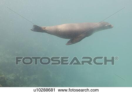 Galapagos sea lion (Zalophus californianus wollebacki) swimming underwater, San Cristobal Island, Galapagos Islands, Ecuador View Large Photo Image Stock Image - Galapagos sea lion (Zalophus californianus wollebacki) swimming underwater, San Cristobal Island, Galapagos Islands, Ecuador. Fotosearch