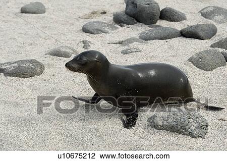 Galapagos sea lion (Zalophus californianus wollebacki), North Seymour Island, Galapagos Islands, Ecuador View Large Photo Image Stock Image - Galapagos sea lion (Zalophus californianus wollebacki), North Seymour Island, Galapagos Islands, Ecuador. Fotosearch
