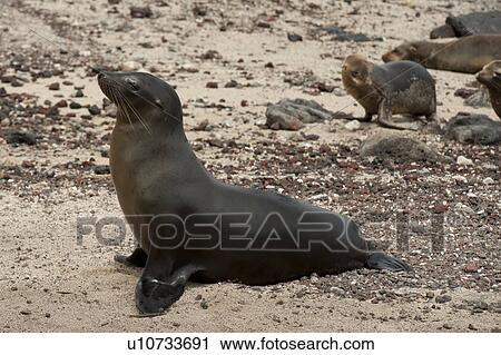 Galapagos sea lion (Zalophus californianus wollebacki), Puerto Baquerizo Moreno, San Cristobal Island, Galapagos Islands, Ecuador View Large Photo Image Stock Image - Galapagos sea lion (Zalophus californianus wollebacki), Puerto Baquerizo Moreno, San Cristobal Island, Galapagos Islands, Ecuador. Fotosearch