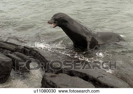 Stock Image - Galapagos sea lion (Zalophus californianus wollebacki) on the coast, Punta Espinoza, Fernandina Island, Ecuador. Fotosearch