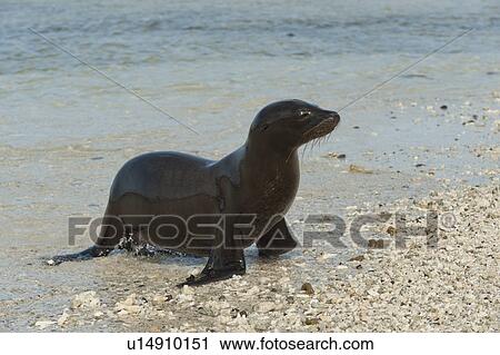 Galapagos sea lion (Zalophus californianus wollebacki) on the beach, Darwin Bay, Genovesa Island, Galapagos Islands, Ecuador View Large Photo Image Stock Image - Galapagos sea lion (Zalophus californianus wollebacki) on the beach, Darwin Bay, Genovesa Island, Galapagos Islands, Ecuador. Fotosearch