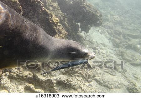 Galapagos sea lion (Zalophus californianus wollebacki) caught a fish in its mouth, Bartolome Island, Galapagos Islands, Ecuador View Large Photo Image Stock Image - Galapagos sea lion (Zalophus californianus wollebacki) caught a fish in its mouth, Bartolome Island, Galapagos Islands, Ecuador. Fotosearch