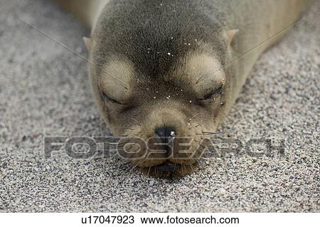 Galapagos sea lion (Zalophus californianus wollebacki), North Seymour Island, Galapagos Islands, Ecuador View Large Photo Image Stock Image - Galapagos sea lion (Zalophus californianus wollebacki), North Seymour Island, Galapagos Islands, Ecuador. Fotosearch