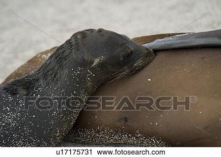 Galapagos sea lion (Zalophus californianus wollebacki) nursing its pup, North Seymour Island, Galapagos Islands, Ecuador View Large Photo Image Stock Image - Galapagos sea lion (Zalophus californianus wollebacki) nursing its pup, North Seymour Island, Galapagos Islands, Ecuador. Fotosearch