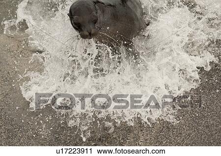 Stock Image - Galapagos sea lion (Zalophus californianus wollebacki) on the beach, Punta Espinoza, Fernandina Island, Ecuador. Fotosearch