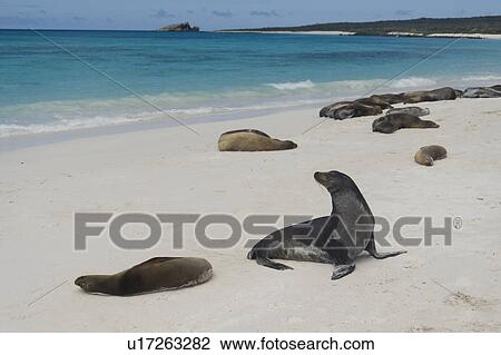 Galapagos sea lion (Zalophus californianus wollebacki) basking on the beach, Gardner Bay, Espanola Island, Galapagos Islands, Ecuador View Large Photo Image Stock Image - Galapagos sea lion (Zalophus californianus wollebacki) basking on the beach, Gardner Bay, Espanola Island, Galapagos Islands, Ecuador. Fotosearch