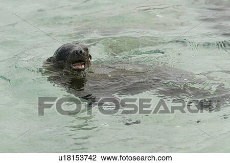 Stock Image - Galapagos sea lion (Zalophus californianus wollebacki) in water with a catch, Punta Suarez, Espanola Island, Galapagos Islands, Ecuador. Fotosearch