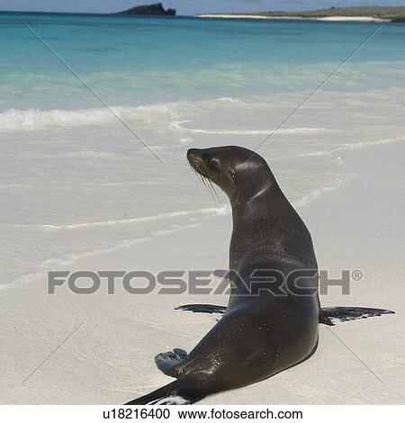 Galapagos sea lion (Zalophus californianus wollebacki) on the beach, Gardner Bay, Espanola Island, Galapagos Islands, Ecuador View Large Photo Image Stock Image - Galapagos sea lion (Zalophus californianus wollebacki) on the beach, Gardner Bay, Espanola Island, Galapagos Islands, Ecuador. Fotosearch