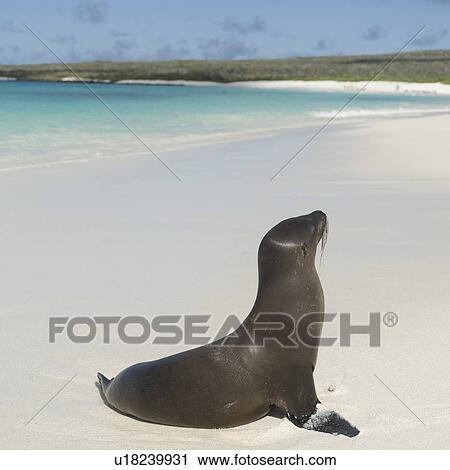 Stock Image - Galapagos sea lion (Zalophus californianus wollebacki) on the beach, Gardner Bay, Espanola Island, Galapagos Islands, Ecuador. Fotosearch