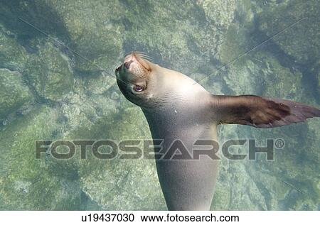 Galapagos sea lion (Zalophus californianus wollebacki) swimming underwater, San Cristobal Island, Galapagos Islands, Ecuador View Large Photo Image Stock Image - Galapagos sea lion (Zalophus californianus wollebacki) swimming underwater, San Cristobal Island, Galapagos Islands, Ecuador. Fotosearch
