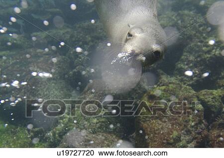 Galapagos sea lion (Zalophus californianus wollebacki) swimming underwater, San Cristobal Island, Galapagos Islands, Ecuador View Large Photo Image Stock Image - Galapagos sea lion (Zalophus californianus wollebacki) swimming underwater, San Cristobal Island, Galapagos Islands, Ecuador. Fotosearch