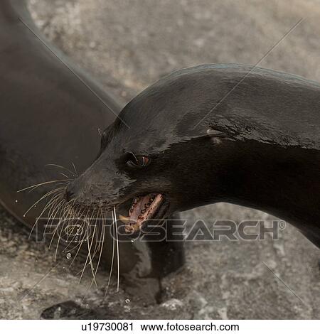 Stock Image - Galapagos sea lion (Zalophus californianus wollebacki), Punta Espinoza, Fernandina Island, Galapagos Islands, Ecuador. Fotosearch