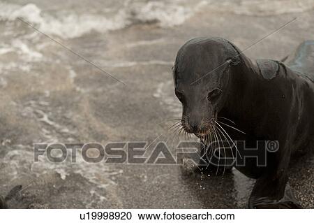 Stock Image - Galapagos sea lion (Zalophus californianus wollebacki) on the beach, Punta Espinoza, Fernandina Island, Ecuador. Fotosearch