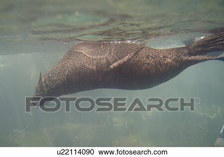 Stock Image - Galapagos sea lion (Zalophus californianus wollebacki) swimming underwater, Darwin Bay, Genovesa Island, Galapagos Islands, Ecuador. Fotosearch