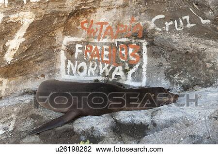 Stock Image - Galapagos sea lion (Zalophus californianus wollebacki) in front of graffiti covered rock, Tagus Cove, Isabela Island, Galapagos Islands, Ecuador. Fotosearch