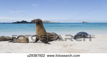 Stock Image - Galapagos sea lion (Zalophus californianus wollebacki) basking on the beach, Gardner Bay, Espanola Island, Galapagos Islands, Ecuador. Fotosearch