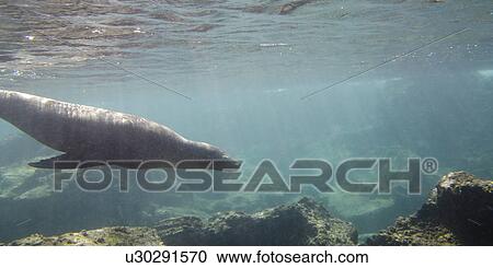 Galapagos sea lion (Zalophus californianus wollebacki) swimming underwater, Bartolome Island, Galapagos Islands, Ecuador View Large Photo Image Stock Image - Galapagos sea lion (Zalophus californianus wollebacki) swimming underwater, Bartolome Island, Galapagos Islands, Ecuador. Fotosearch