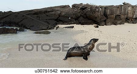 Galapagos sea lion (Zalophus californianus wollebacki), Genovesa Island, Galapagos Islands, Ecuador View Large Photo Image Stock Image - Galapagos sea lion (Zalophus californianus wollebacki), Genovesa Island, Galapagos Islands, Ecuador. Fotosearch