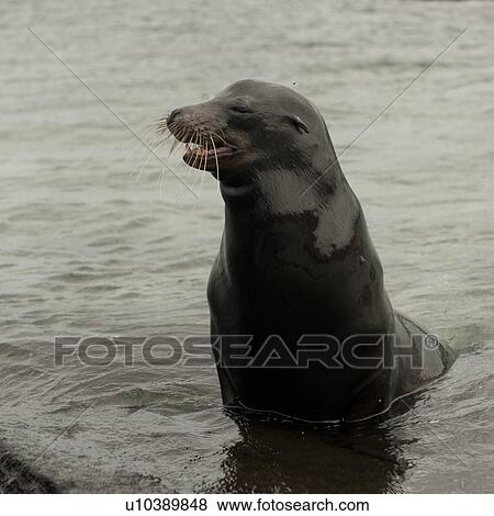 Galapagos sea lion (Zalophus californianus wollebacki), Punta Espinoza, Fernandina Island, Galapagos Islands, Ecuador View Large Photo Image Stock Photo - Galapagos sea lion (Zalophus californianus wollebacki), Punta Espinoza, Fernandina Island, Galapagos Islands, Ecuador. Fotosearch