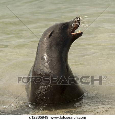 Stock Photo - Galapagos sea lion (Zalophus californianus wollebacki) in water, Punta Espinoza, Fernandina Island, Galapagos Islands, Ecuador. Fotosearch