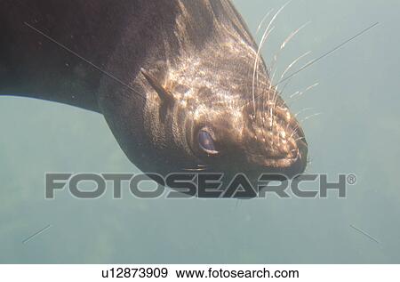 Galapagos sea lion (Zalophus californianus wollebacki) swimming underwater, Darwin Bay, Genovesa Island, Galapagos Islands, Ecuador View Large Photo Image Stock Photo - Galapagos sea lion (Zalophus californianus wollebacki) swimming underwater, Darwin Bay, Genovesa Island, Galapagos Islands, Ecuador. Fotosearch