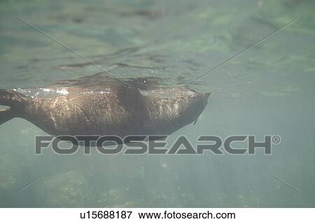 Stock Photo - Galapagos sea lion (Zalophus californianus wollebacki) swimming underwater, Darwin Bay, Genovesa Island, Galapagos Islands, Ecuador. Fotosearch