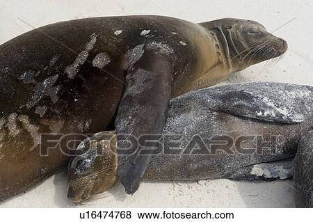 Stock Photo - Galapagos sea lion (Zalophus californianus wollebacki), Gardner Bay, Espanola Island, Galapagos Islands, Ecuador. Fotosearch